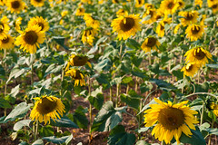 2014 09 21 Sunflowers