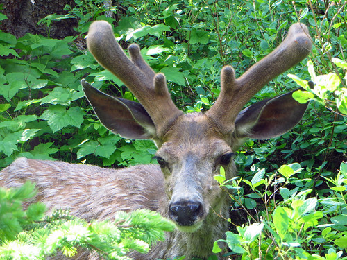 Mule Deer along the Bertha Lake Trail at Waterton Lakes National Park