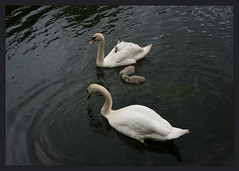 Swans on Sunday