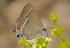 Butterflies Spain