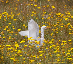 Cattle Egret in fly and in flowers