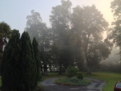 Early morning mist