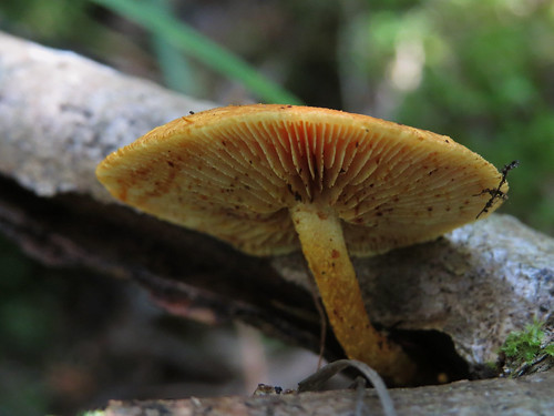 Чешуйчатка бугорчатая (Pholiota tuberculosa)
Photo by Kari Pihlaviita on Flickr Автор фото: Kari Pihlaviita