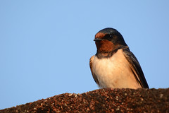 Swallow, Swifts and Martins