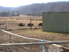 Zoodoo Wildlife Park Tasmania 2008