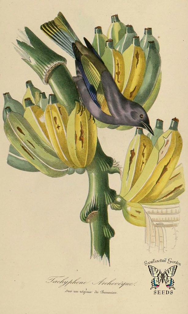 Banana, plantain.  Musa paradisiaca. Illustration by Jean Theodore Descourtilz. Le jardin des plantes, Bernard, P., Couailhac, L. (1842)