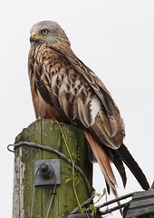 Red Kites Oxfordshire 6th July 2014