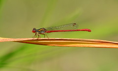 Small Red eyed Damselfly