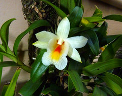 fragrant orchids--good & bad #3 (full)