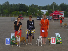 SBTY Speciality show 2014 - class placements