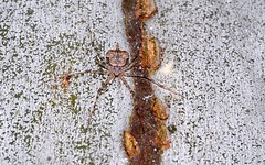Hersiliidae / Long-spinneret Bark Spiders