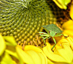 Insects and Macro