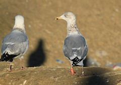 Goéland argenté - Larus argentatus - Herring Gull