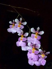 orchid species i've bloomed 3 (full)