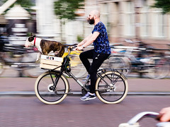 Amsterdam | In Motion