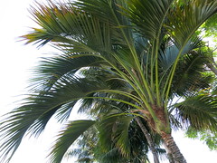 The South Coast Plaza Palms
