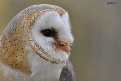 Hibou / Owl