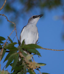Birds of the Forest, Woodlands, Grasslands - Darwin Region