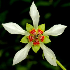 Flowers of Ecuador