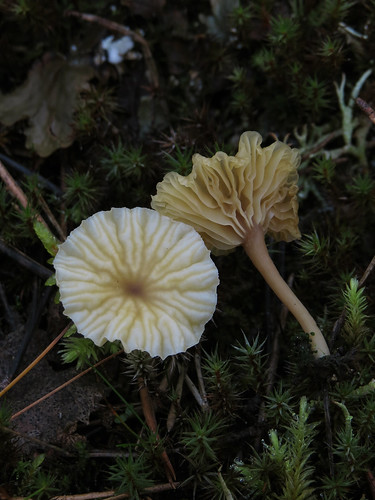 Омфалина пустошная (Lichenomphalia umbellifera)
Photo by Kari Pihlaviita on Flickr Автор фото: Kari Pihlaviita