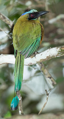 Panama Birds