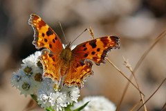 Butterflies, Moths
