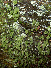 Ferns at Turramurra