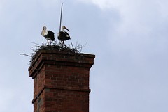Birds. - Storks. 
