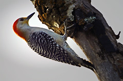 Birds - Woodpeckers