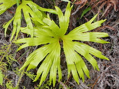 Dipteridaceae