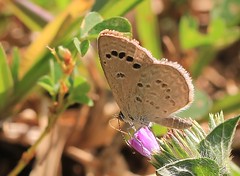 Sri Lanka Butterflies & Moths
