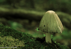 mushrooms and fungus