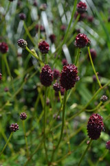 SANGUISORBA officinalis 'Red Buttons'