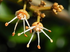 Sapindaceae