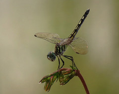 2014-2020 Dragonflies