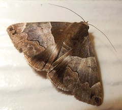 Erebid moth (Dysgonia sp.)