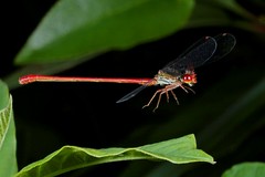 Damsel- and Dragonflies in Flight - Odonata - fliegende Libellen