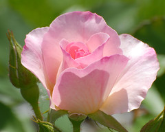 Schenectady Rose Garden 6-8-13A