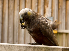 Strigopidae - New Zealand Parrots