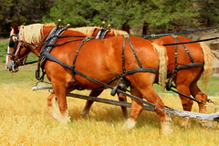 Belgian Draft Horses - Lazy M Ranch