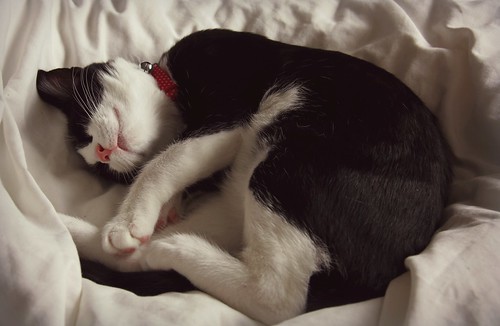 Canon EOS 60D - Little Sleeping Cat - Calypso
