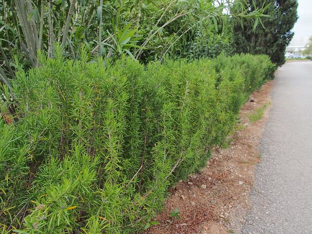 迷迭香是路邊的綠籬植物