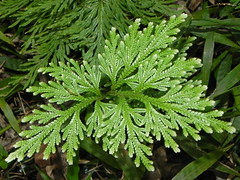 Selaginellaceae