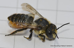 Megachile centucularis, patchwork leafcutter bee