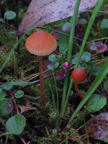 Мицена розоватая (Mycena rosella)
Photo by Kari Pihlaviita on Flickr Автор фото: Kari Pihlaviita