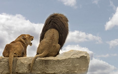 African Lion Safari, Ontario