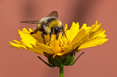 Bees and Hoverflies