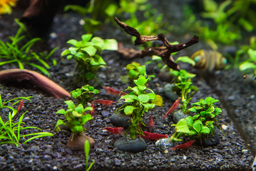 Red Cherry Shrimp in a Planted Aquarium with Flourite Substrate