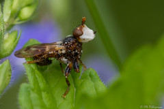 Diptera: Brachycera: Conopidae