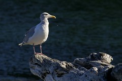 Galiano Gulls and shorebirds